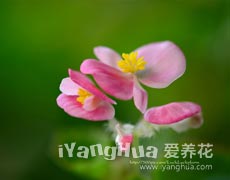 秋海棠圖片