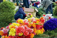 河南传统花卉市场转型 新型花卉产业项目应运而生