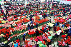 广东顺德前十月花卉出口货值增七成 新加坡是大买家