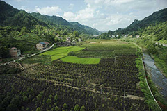 重庆垫江白家镇抓住生态发展机遇 大力发展苗木花卉产业