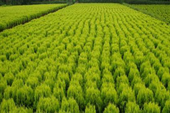 三门峡陕县建成第一园林苗木基地并投入使用