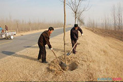 提高植树成活率的技术措施