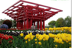 2009上海植物园迎春花展进入最佳观赏期