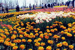 云南省昆明花卉产业成效显著 斗南花卉销量居全国之首