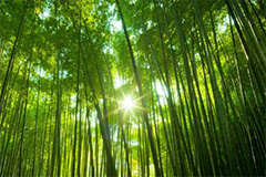 东莞：森林生态效益总值达46亿