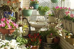 让家成为天然氧吧 适合阳台栽种的花卉
