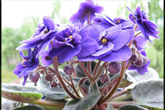 家庭栽培非洲紫罗兰