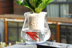 水培植物的玻璃瓶里到底能不能养鱼？