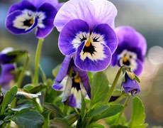 紫罗兰的种植手册