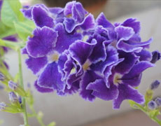 非洲紫羅蘭的種植手冊