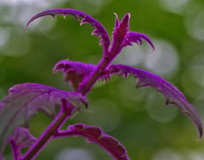 紫鹅绒的种植手册