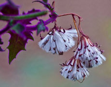 紫鹅绒开花图片