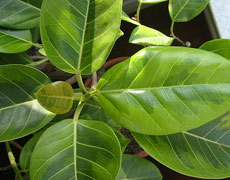橡皮樹的綜合種植方法 花語、水肥、修剪和繁殖