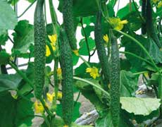 [阳台上的菜园]在家种黄瓜的方法和应该注意预防的病虫害