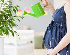 孕期養花禁忌多！孕婦家里不能養這些花卉綠植