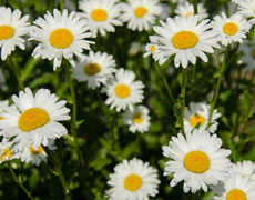 [從零開始學養花]花卉的四季養護--夏季